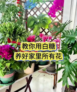 家庭养花用生根粉