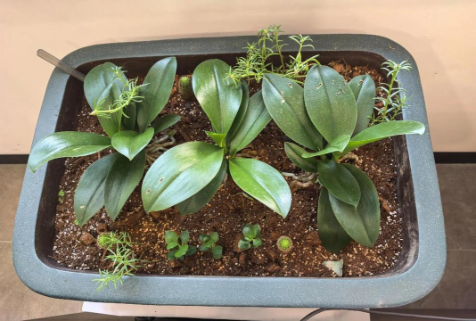 家庭养花用生根粉