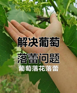 葡萄掉花包是什么原因