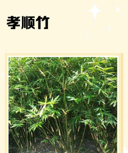 孝顺竹和什么一起种