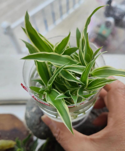 家庭养花用生根粉