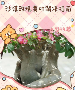 沙漠枚槐黄叶怎么办