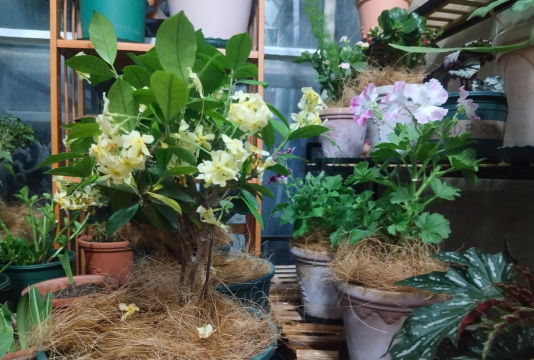 家庭养花用生根粉