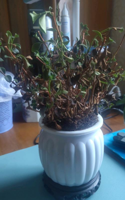 家庭养花用生根粉