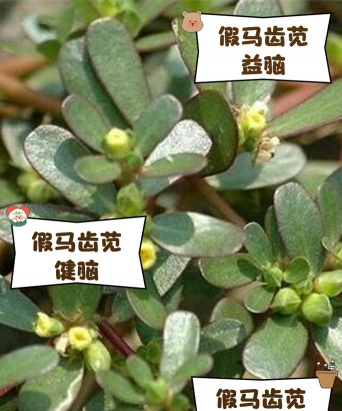 假马齿苋什么时候播种