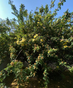 黄刺梅种为什么沙藏