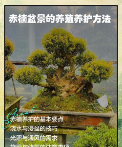 雀舌赤楠盆景怎么养