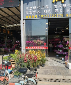 家庭养花用生根粉