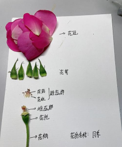 秋天的月季花是什么结构