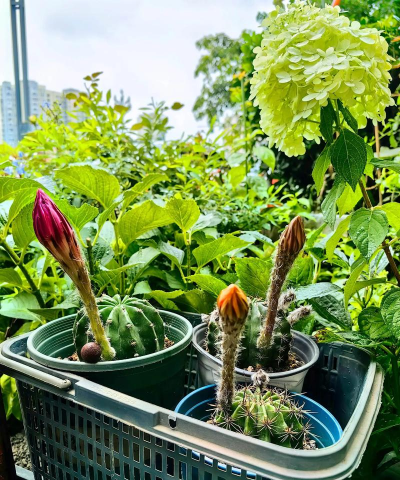 家庭养花用生根粉