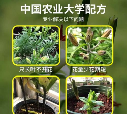 家庭养花用生根粉