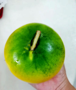 黄金果的果实为什么黑了