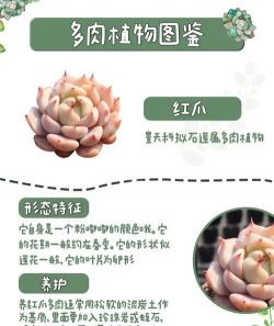 红爪多肉家养什么意思