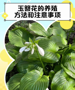 白玉簪怎么养才能开花
