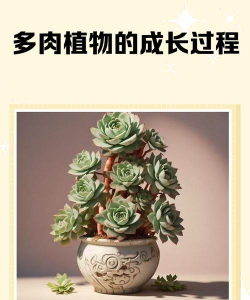 多肉怎么光长高不长叶