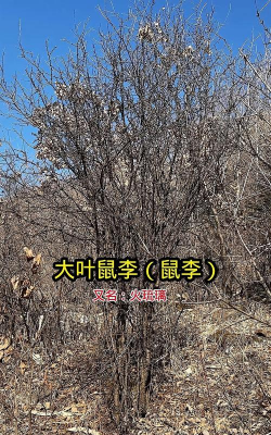 大叶鼠李到底什么样子