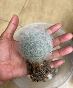 仙人球上长毛球是什么