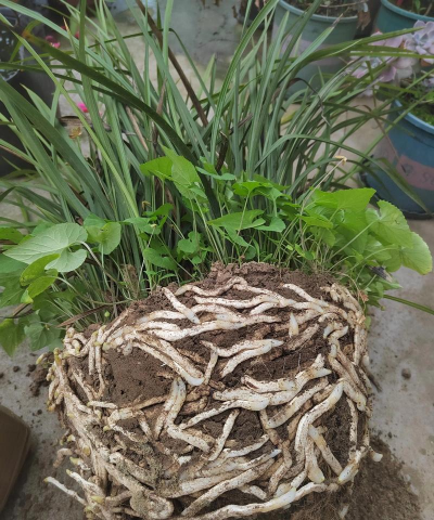 家庭养花用生根粉