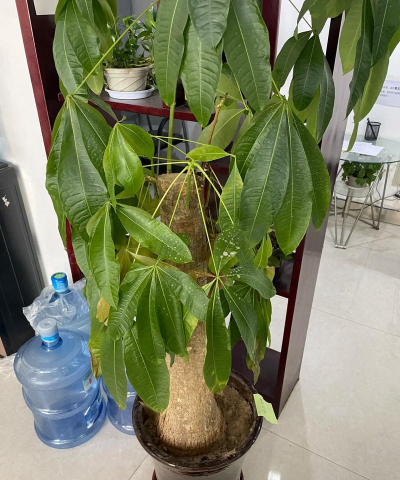 发财树树皮皱怎么处理