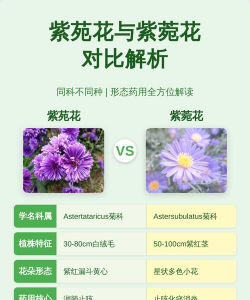 炙紫菀与紫菀有什么区别