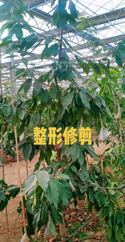 樱桃苗木丰产树形结构及整形方法