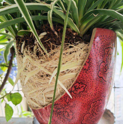 家庭养花用生根粉