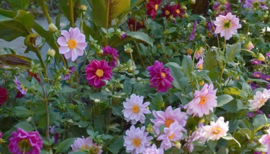 家庭养花用生根粉