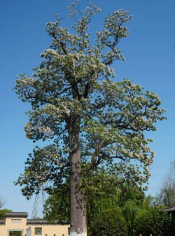 嘉兴市的市树是什么树