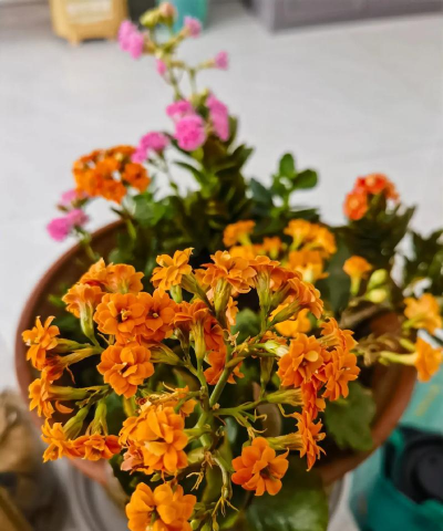 家庭养花用生根粉