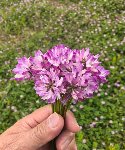 紫云英是什么颜色的花