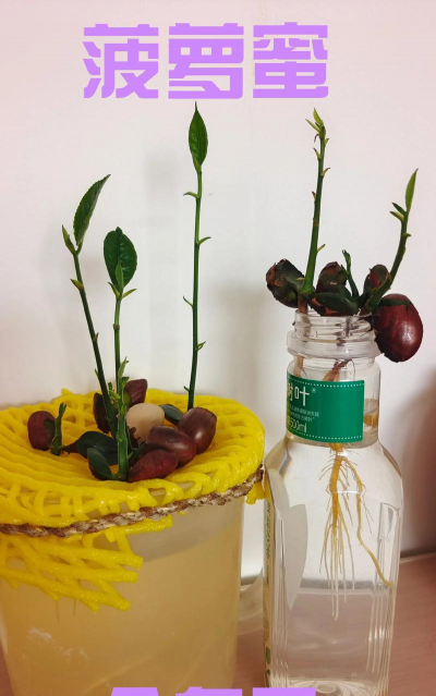 家庭养花用生根粉