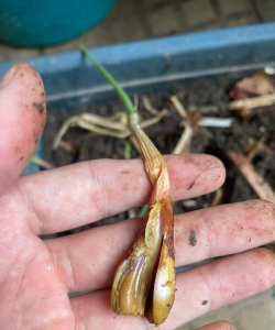 家庭养花用生根粉