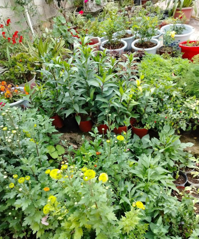 家庭养花用生根粉