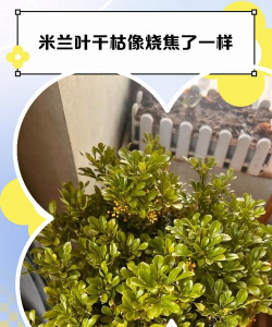 米兰冬天掉叶怎么回事