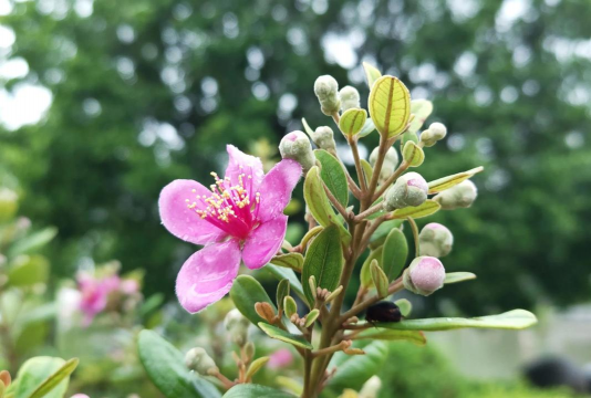 家庭养花用生根粉