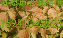 粉叶复叶槭的栽培和繁殖方法介绍