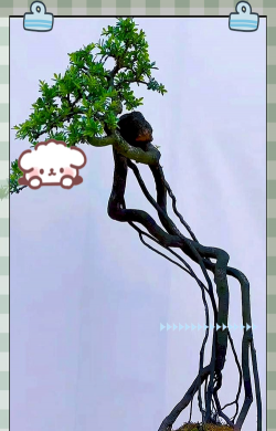 盆景根怎么让它盘起来