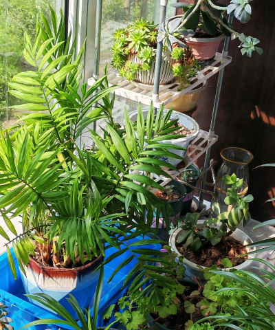 家庭养花用生根粉