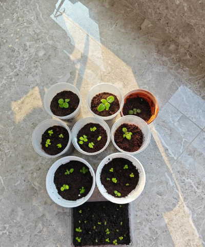 家庭养花用生根粉