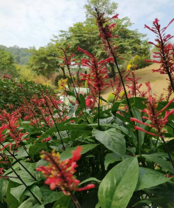 爵床花是怎么样的