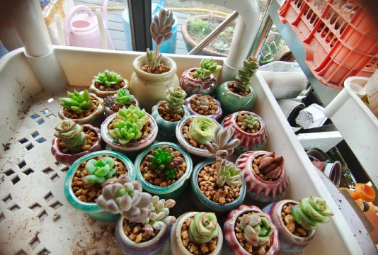 家庭养花用生根粉