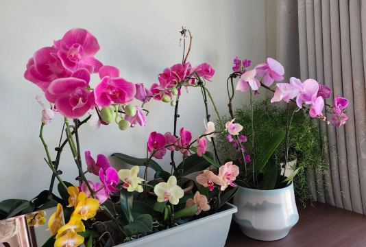 家庭养花用生根粉