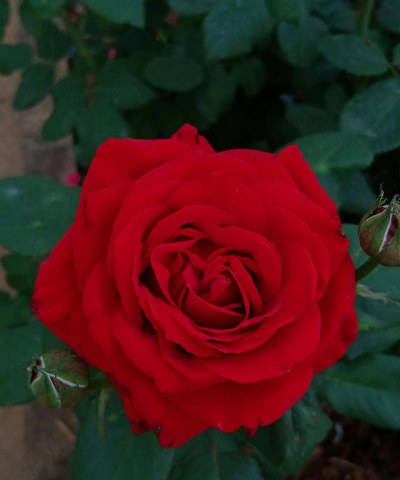 春天里都有什么红色的花