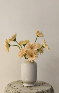 非洲菊插花怎么养