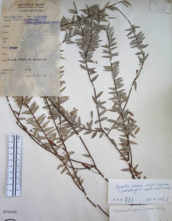 五翅莓下山桩用什么土种