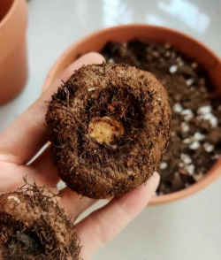 家庭养花用生根粉