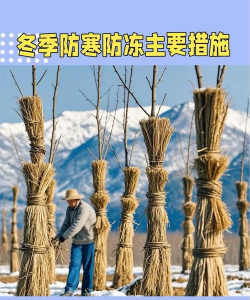 冬季树怕冻怎么办