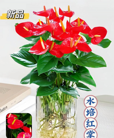 家庭养花用生根粉