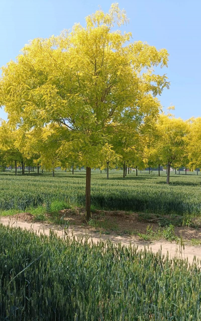 金叶国槐的栽培和养殖技术