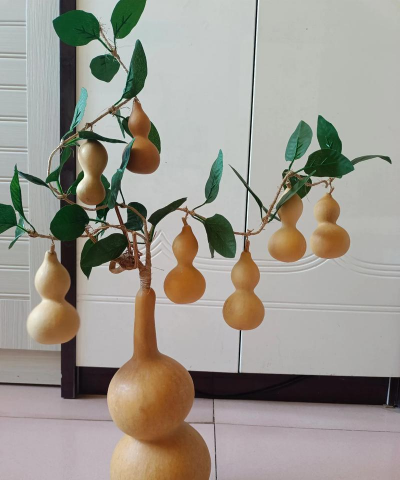 葫芦创意养花